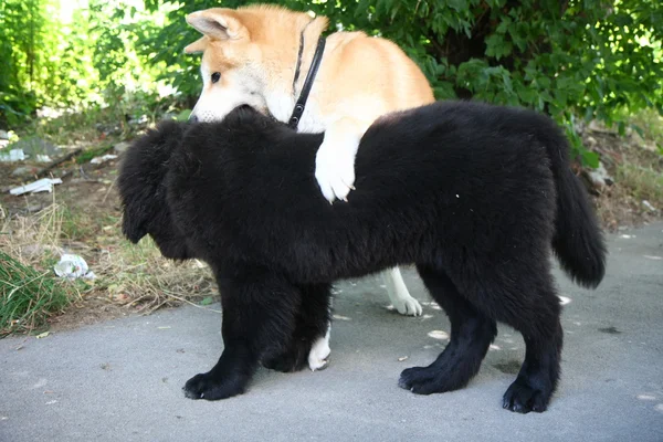 Cães bonitos jogando — Fotografia de Stock