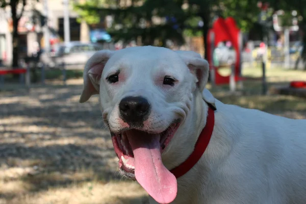 Retrato de Dogo Argentino Imagen De Stock