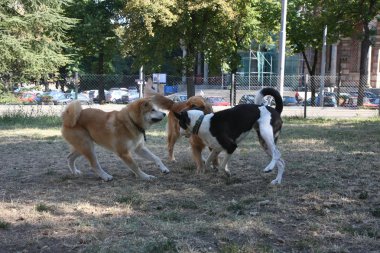 Üç köpek oyunu