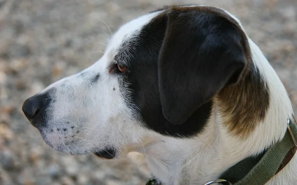 Retrato de perro mestizo — Foto de Stock