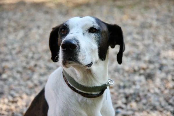 Mongrel dog portrait — Stock Photo, Image