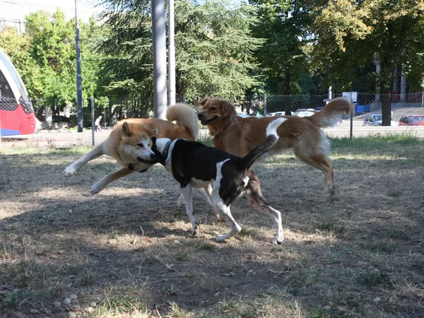 Jeu de trois chiens — Photo