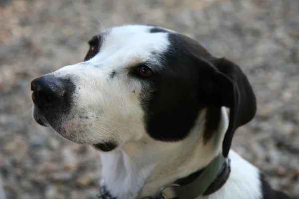 Mongrel dog portrait — Stock Photo, Image