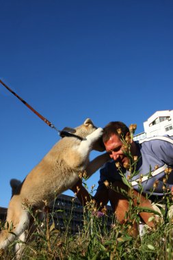 Şirin Akita Inu köpek yavrusu