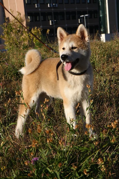 Roztomilé štěně Akita Inu — Stock fotografie