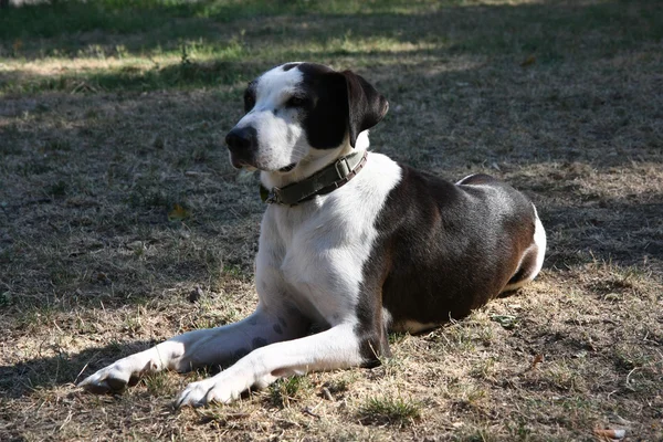 Mongrel dog posing — Stock Photo, Image