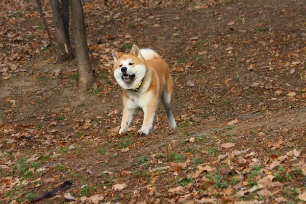 若い秋田犬 — ストック写真