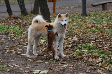 Minyatür Pinscher beyhude deneyin