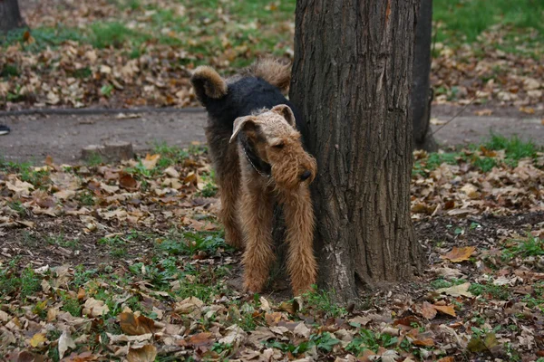 Airedale terrier em parque público — Fotografia de Stock