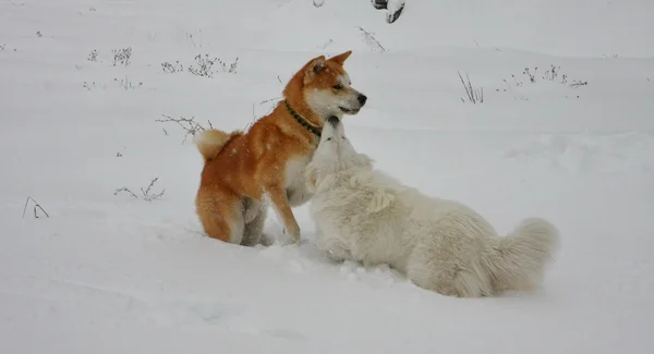 Dog's winter games — Stock Photo, Image