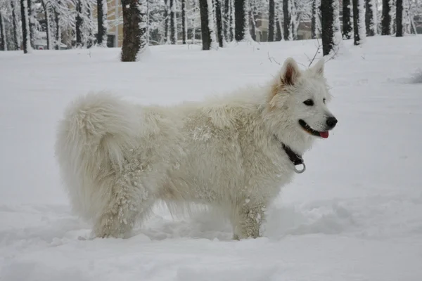 Perro posando en la nieve — Foto de Stock