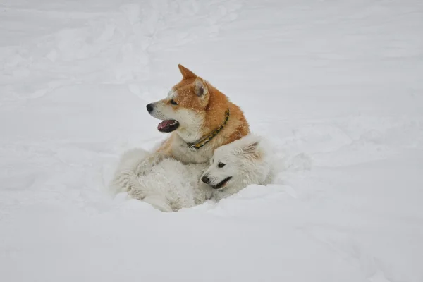 在雪地里的狗游戏 — 图库照片