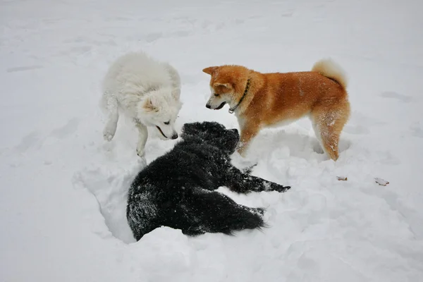 Felices perros en la nieve — Foto de Stock