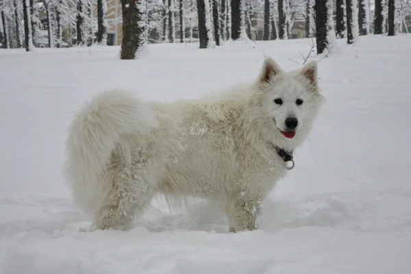 Hund posiert im Schnee — Stockfoto