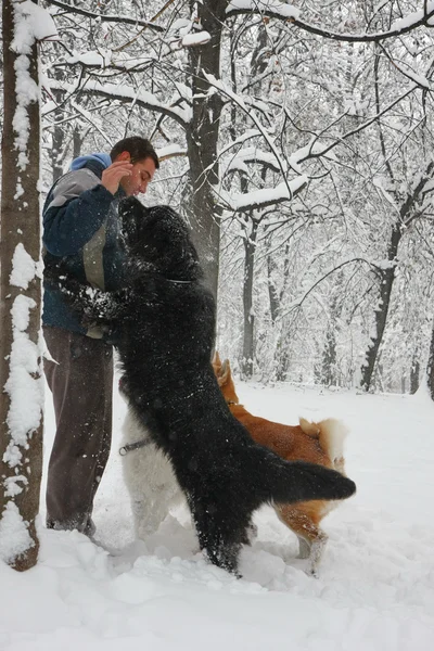 Man and dogs — Stock Photo, Image