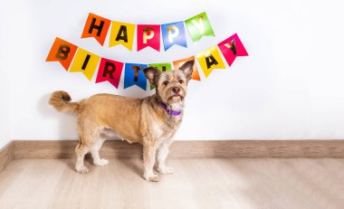 Güzel sarı köpek Mutlu Yıllar posterinin önünde poz veriyor