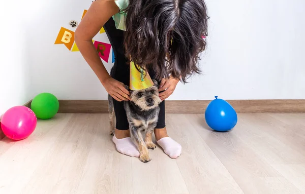 Pige Hvis Ansigt Uigenkendeligt Placere Hendes Lille Hunds Fødselsdag Hat - Stock-foto