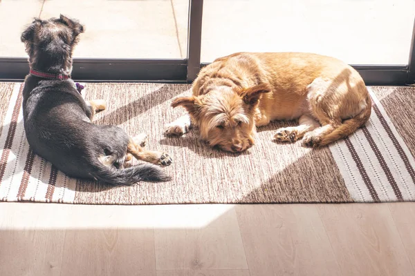 Horizontal photograph of golden dog and black dog resting on a brown carpet sunbathing by a window.