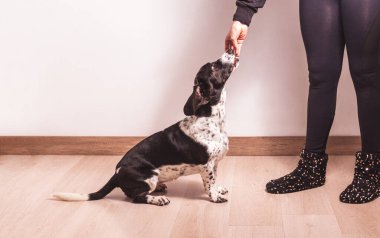 Yüzü görünmeyen bir kadın siyah beyaz Basset av köpeğinden bir ısırık alır. Maskot konsepti
