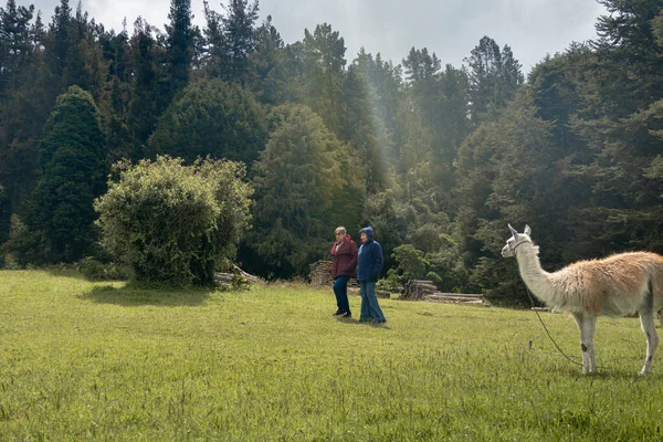 İnsanlar, sık ormanlı, güneşli, yeşil bir arazide otlayan bir lama yakınlarında yürüyüş yapıyorlar.