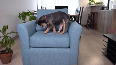 Evcil köpek evdeki koltuğa uzanmadan önce daireler çiziyor ve tırmalıyor.