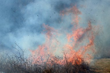 Saint Louis, Missouri 'de kontrollü bir yanma yakıt birikiminin sınırlı olmasını sağlar. Bu da, orman ve çayırlarda şiddetli yangınların çıkmasını önlüyor. Koruma Yönetimi.