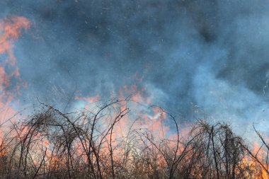 Saint Louis, Missouri 'de kontrollü bir yanma yakıt birikiminin sınırlı olmasını sağlar. Bu da, orman ve çayırlarda şiddetli yangınların çıkmasını önlüyor. Koruma Yönetimi.