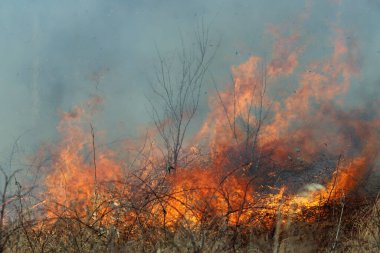 Saint Louis, Missouri 'de kontrollü bir yanma yakıt birikiminin sınırlı olmasını sağlar. Bu da, orman ve çayırlarda şiddetli yangınların çıkmasını önlüyor. Koruma Yönetimi.