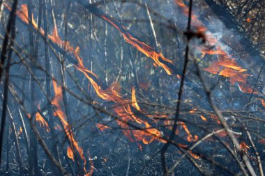 Saint Louis, Missouri 'de kontrollü bir yanma yakıt birikiminin sınırlı olmasını sağlar. Bu da, orman ve çayırlarda şiddetli yangınların çıkmasını önlüyor. Koruma Yönetimi.
