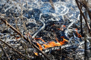 Saint Louis, Missouri 'de kontrollü bir yanma yakıt birikiminin sınırlı olmasını sağlar. Bu da, orman ve çayırlarda şiddetli yangınların çıkmasını önlüyor. Koruma Yönetimi.