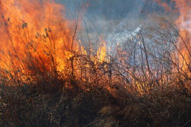 Saint Louis, Missouri 'de kontrollü bir yanma yakıt birikiminin sınırlı olmasını sağlar. Bu da, orman ve çayırlarda şiddetli yangınların çıkmasını önlüyor. Koruma Yönetimi.