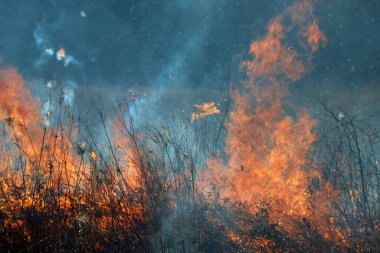 Saint Louis, Missouri 'de kontrollü bir yanma yakıt birikiminin sınırlı olmasını sağlar. Bu da, orman ve çayırlarda şiddetli yangınların çıkmasını önlüyor. Koruma Yönetimi.