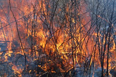 Saint Louis, Missouri 'de kontrollü bir yanma yakıt birikiminin sınırlı olmasını sağlar. Bu da, orman ve çayırlarda şiddetli yangınların çıkmasını önlüyor. Koruma Yönetimi.