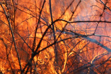 Saint Louis, Missouri 'de kontrollü bir yanma yakıt birikiminin sınırlı olmasını sağlar. Bu da, orman ve çayırlarda şiddetli yangınların çıkmasını önlüyor. Koruma Yönetimi.