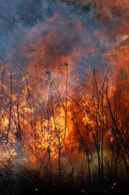 Saint Louis, Missouri 'de kontrollü bir yanma yakıt birikiminin sınırlı olmasını sağlar. Bu da, orman ve çayırlarda şiddetli yangınların çıkmasını önlüyor. Koruma Yönetimi.