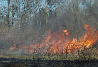 Saint Louis, Missouri 'de kontrollü bir yanma yakıt birikiminin sınırlı olmasını sağlar. Bu da, orman ve çayırlarda şiddetli yangınların çıkmasını önlüyor. Koruma Yönetimi.