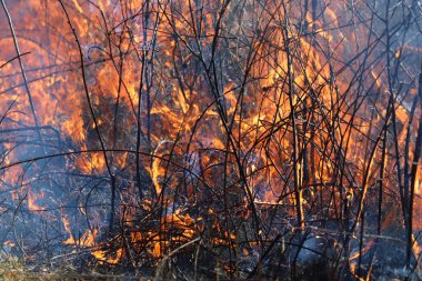 Saint Louis, Missouri 'de kontrollü bir yanma yakıt birikiminin sınırlı olmasını sağlar. Bu da, orman ve çayırlarda şiddetli yangınların çıkmasını önlüyor. Koruma Yönetimi.