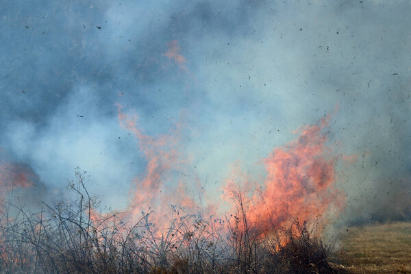 Контролируемый ожог в Сент-Луисе, Миссури, обеспечивает ограниченное накопление топлива. Это, в свою очередь, предотвращает массовые дикие пожары, бушующие в лесах и прериях. Управление охраной природы.