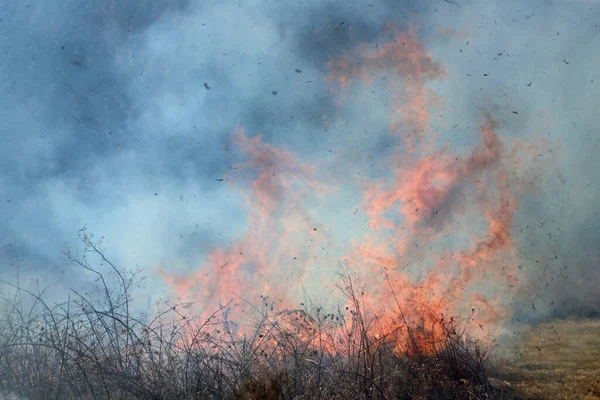 Saint Louis, Missouri 'de kontrollü bir yanma yakıt birikiminin sınırlı olmasını sağlar. Bu da, orman ve çayırlarda şiddetli yangınların çıkmasını önlüyor. Koruma Yönetimi.