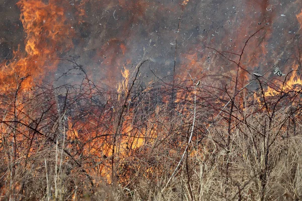 Saint Louis, Missouri 'de kontrollü bir yanma yakıt birikiminin sınırlı olmasını sağlar. Bu da, orman ve çayırlarda şiddetli yangınların çıkmasını önlüyor. Koruma Yönetimi.