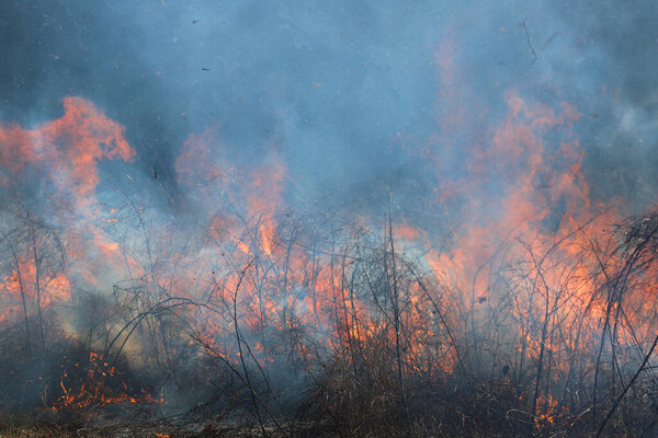 Контролируемый ожог в Сент-Луисе, Миссури, обеспечивает ограниченное накопление топлива. Это, в свою очередь, предотвращает массовые дикие пожары, бушующие в лесах и прериях. Управление охраной природы.