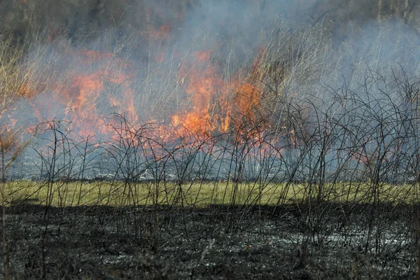 Saint Louis, Missouri 'de kontrollü bir yanma yakıt birikiminin sınırlı olmasını sağlar. Bu da, orman ve çayırlarda şiddetli yangınların çıkmasını önlüyor. Koruma Yönetimi.
