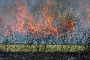 Saint Louis, Missouri 'de kontrollü bir yanma yakıt birikiminin sınırlı olmasını sağlar. Bu da, orman ve çayırlarda şiddetli yangınların çıkmasını önlüyor. Koruma Yönetimi.