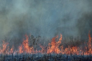 A controlled burn in Saint Louis, Missouri, ensures fuel build-up is limited. This, in turn, prevents massive wild fires from raging through forests and prairies. Conservation Management. clipart