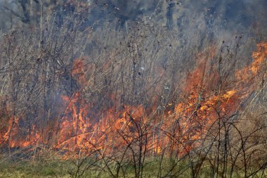 Saint Louis, Missouri 'de kontrollü bir yanma yakıt birikiminin sınırlı olmasını sağlar. Bu da, orman ve çayırlarda şiddetli yangınların çıkmasını önlüyor. Koruma Yönetimi.