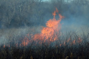 Saint Louis, Missouri 'de kontrollü bir yanma yakıt birikiminin sınırlı olmasını sağlar. Bu da, orman ve çayırlarda şiddetli yangınların çıkmasını önlüyor. Koruma Yönetimi.