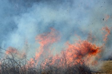 Saint Louis, Missouri 'de kontrollü bir yanma yakıt birikiminin sınırlı olmasını sağlar. Bu da, orman ve çayırlarda şiddetli yangınların çıkmasını önlüyor. Koruma Yönetimi.