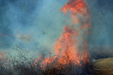 Saint Louis, Missouri 'de kontrollü bir yanma yakıt birikiminin sınırlı olmasını sağlar. Bu da, orman ve çayırlarda şiddetli yangınların çıkmasını önlüyor. Koruma Yönetimi.