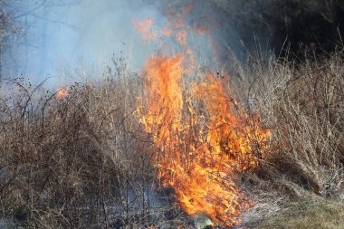 Saint Louis, Missouri 'de kontrollü bir yanma yakıt birikiminin sınırlı olmasını sağlar. Bu da, orman ve çayırlarda şiddetli yangınların çıkmasını önlüyor. Koruma Yönetimi.