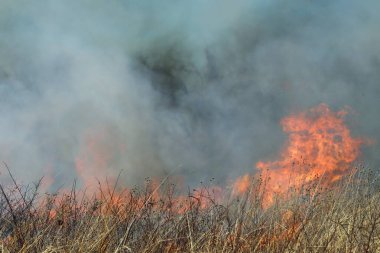 Saint Louis, Missouri 'de kontrollü bir yanma yakıt birikiminin sınırlı olmasını sağlar. Bu da, orman ve çayırlarda şiddetli yangınların çıkmasını önlüyor. Koruma Yönetimi.
